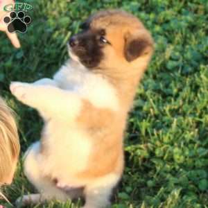 Cooper, Akita Puppy